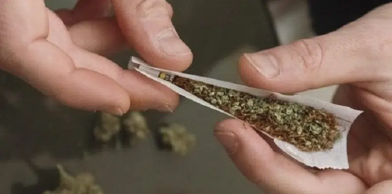 Combien de temps reste le cannabis dans la salive