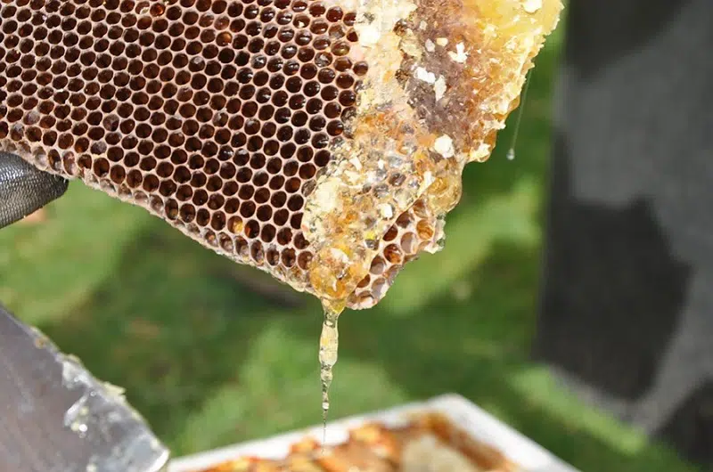 Comment se déroule la maturation du miel