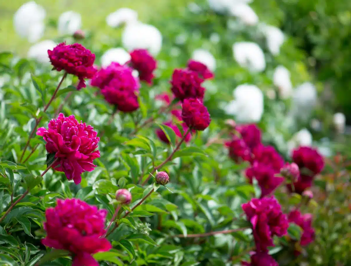 bouturer les pivoines 