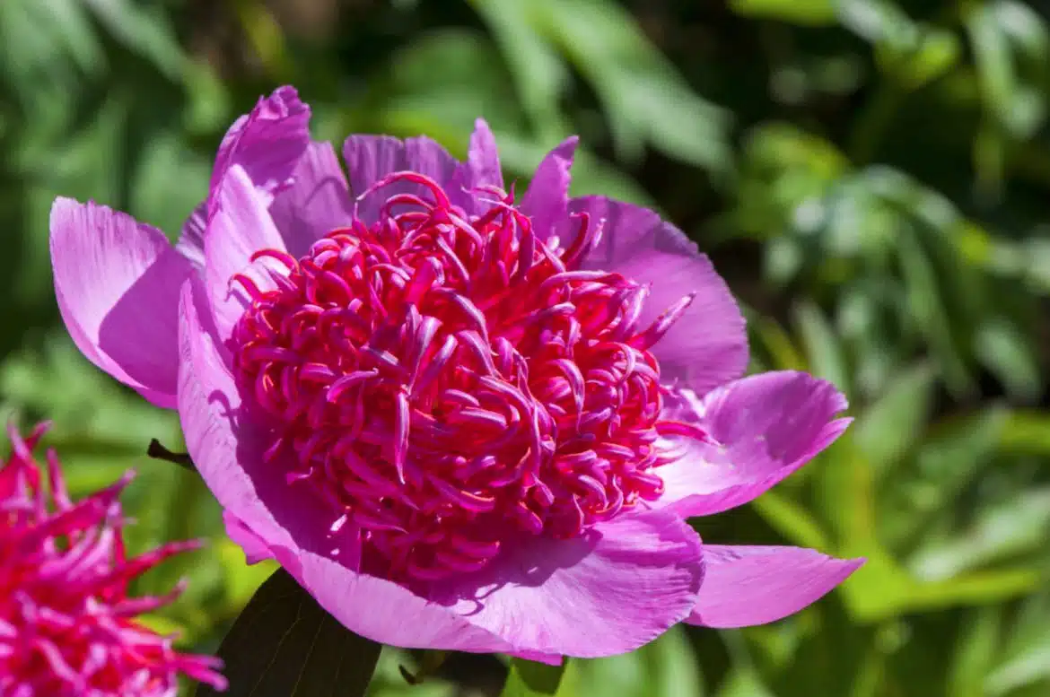 bouturer les pivoines